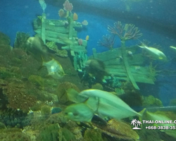 Pattaya Underwater World oceanarium of Thailand tour photo - 120