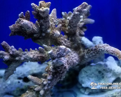 Pattaya Underwater World oceanarium of Thailand tour photo - 105