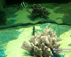Pattaya Underwater World oceanarium of Thailand tour photo - 22