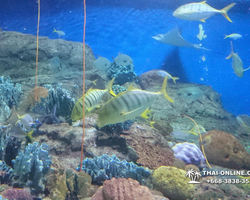 Pattaya Underwater World oceanarium of Thailand tour photo - 44