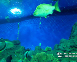 Pattaya Underwater World oceanarium of Thailand tour photo - 80