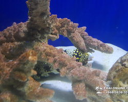 Pattaya Underwater World oceanarium of Thailand tour photo - 103
