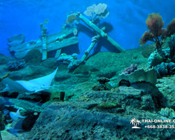 Pattaya Underwater World oceanarium of Thailand tour photo - 32