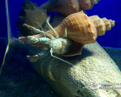 Pattaya Underwater World oceanarium of Thailand tour photo - 66