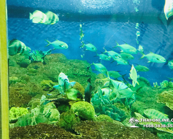 Pattaya Underwater World oceanarium of Thailand tour photo - 11