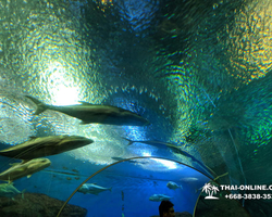 Pattaya Underwater World oceanarium of Thailand tour photo - 5