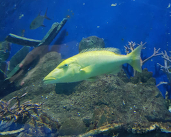 Pattaya Underwater World oceanarium of Thailand tour photo - 96