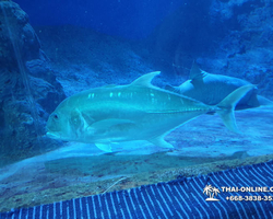 Pattaya Underwater World oceanarium of Thailand tour photo - 72