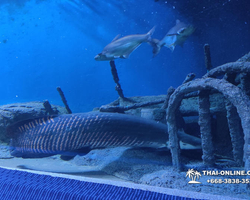 Pattaya Underwater World oceanarium of Thailand tour photo - 75