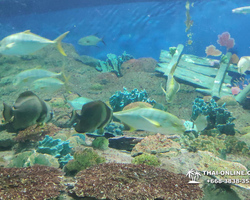 Pattaya Underwater World oceanarium of Thailand tour photo - 36