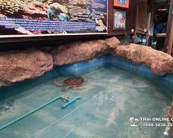 Pattaya Underwater World oceanarium of Thailand tour photo - 37