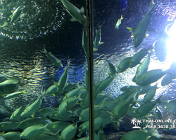 Pattaya Underwater World oceanarium of Thailand tour photo - 23