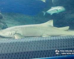 Pattaya Underwater World oceanarium of Thailand tour photo - 45