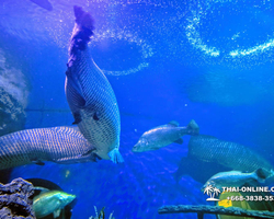 Pattaya Underwater World oceanarium of Thailand tour photo - 42