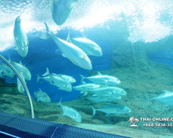 Pattaya Underwater World oceanarium of Thailand tour photo - 87