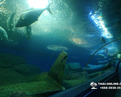 Pattaya Underwater World oceanarium of Thailand tour photo - 106
