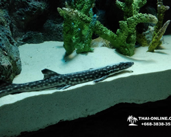 Pattaya Underwater World oceanarium of Thailand tour photo - 86
