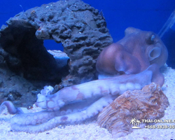 Pattaya Underwater World oceanarium of Thailand tour photo - 82
