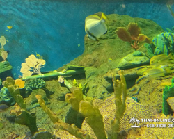 Pattaya Underwater World oceanarium of Thailand tour photo - 29