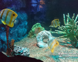 Pattaya Underwater World oceanarium of Thailand tour photo - 39