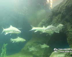Pattaya Underwater World oceanarium of Thailand tour photo - 121
