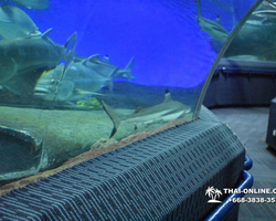 Pattaya Underwater World oceanarium of Thailand tour photo - 79