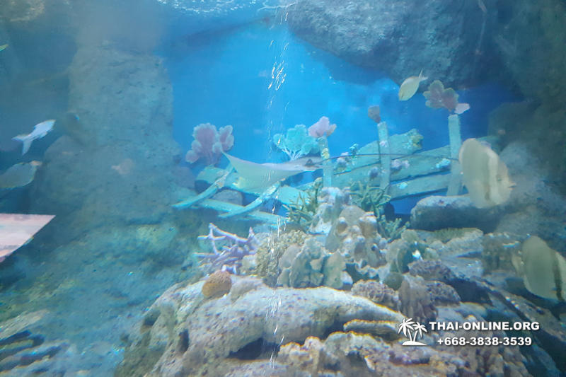 Pattaya Underwater World oceanarium of Thailand tour photo - 83