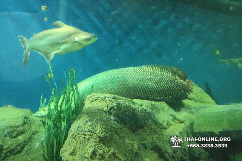 Pattaya Underwater World oceanarium of Thailand tour photo - 93