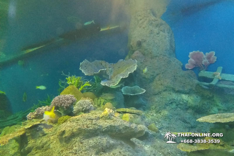Pattaya Underwater World oceanarium of Thailand tour photo - 94