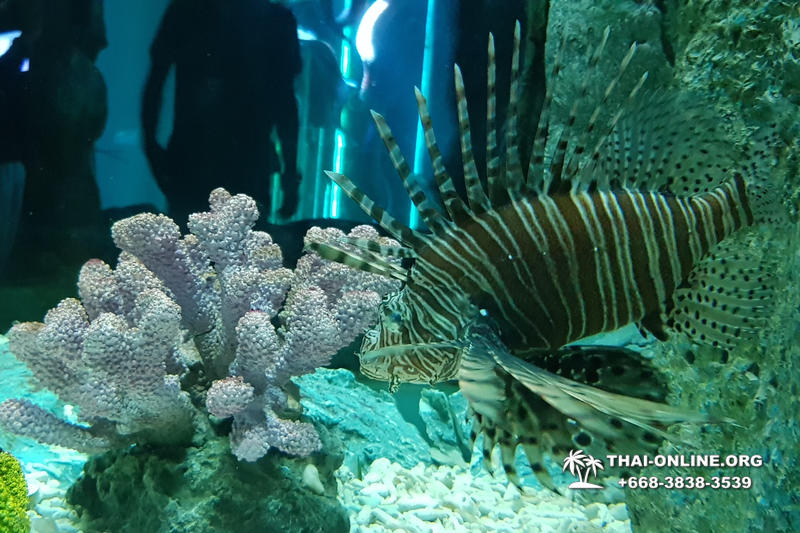 Pattaya Underwater World oceanarium of Thailand tour photo - 26