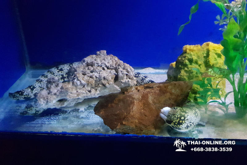 Pattaya Underwater World oceanarium of Thailand tour photo - 100