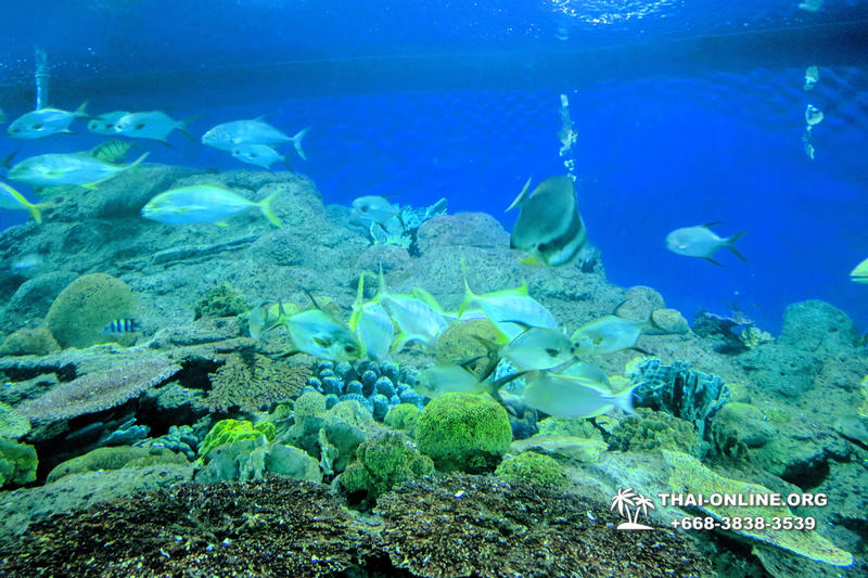 Pattaya Underwater World oceanarium of Thailand tour photo - 14