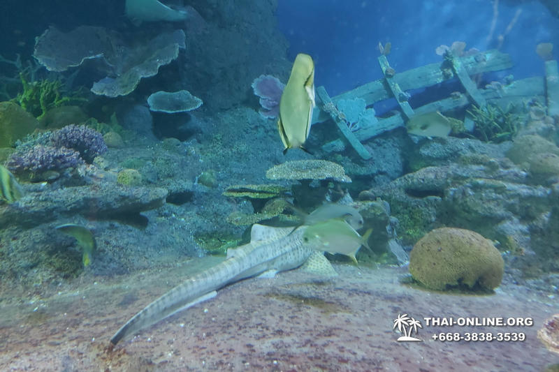Pattaya Underwater World oceanarium of Thailand tour photo - 78