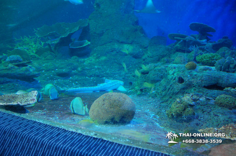 Pattaya Underwater World oceanarium of Thailand tour photo - 27