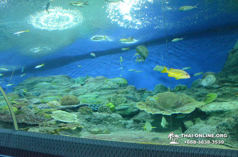 Pattaya Underwater World oceanarium of Thailand tour photo - 25