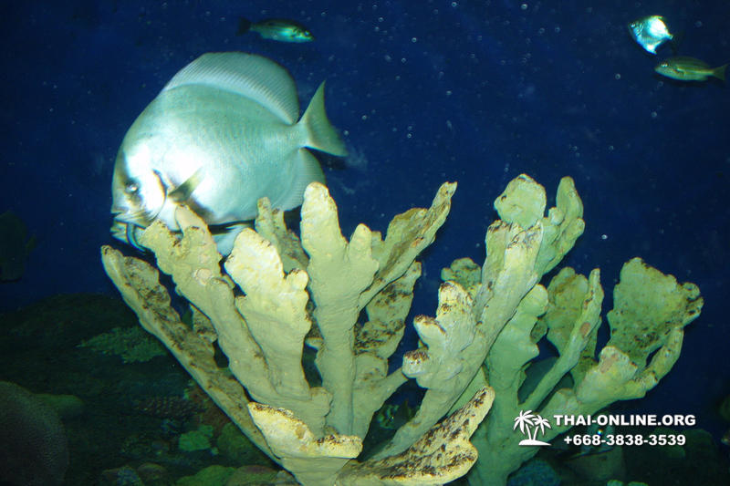 Pattaya Underwater World oceanarium of Thailand tour photo - 81