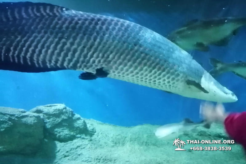 Pattaya Underwater World oceanarium of Thailand tour photo - 123