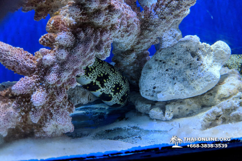 Pattaya Underwater World oceanarium of Thailand tour photo - 17