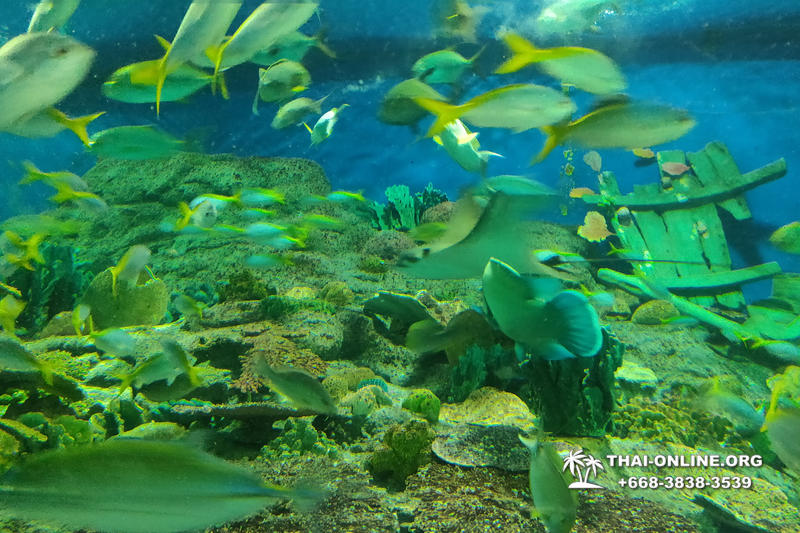 Pattaya Underwater World oceanarium of Thailand tour photo - 12