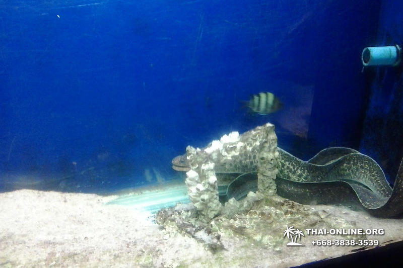 Pattaya Underwater World oceanarium of Thailand tour photo - 122