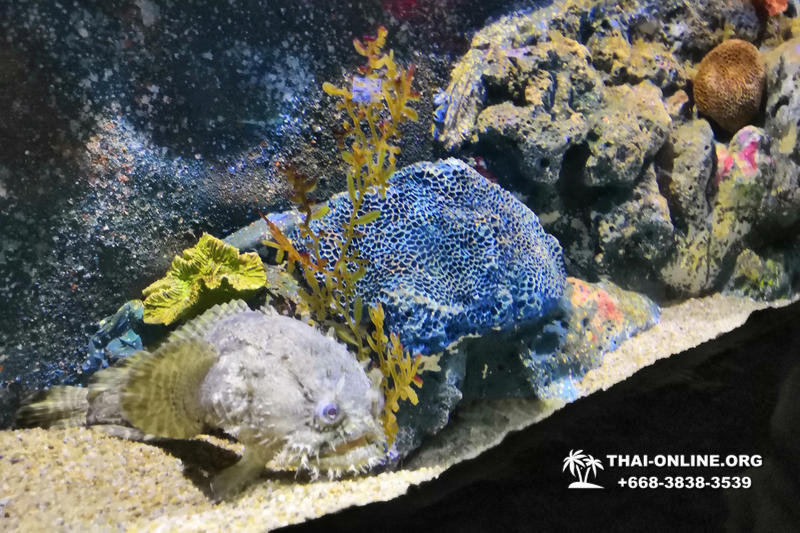 Pattaya Underwater World oceanarium of Thailand tour photo - 10