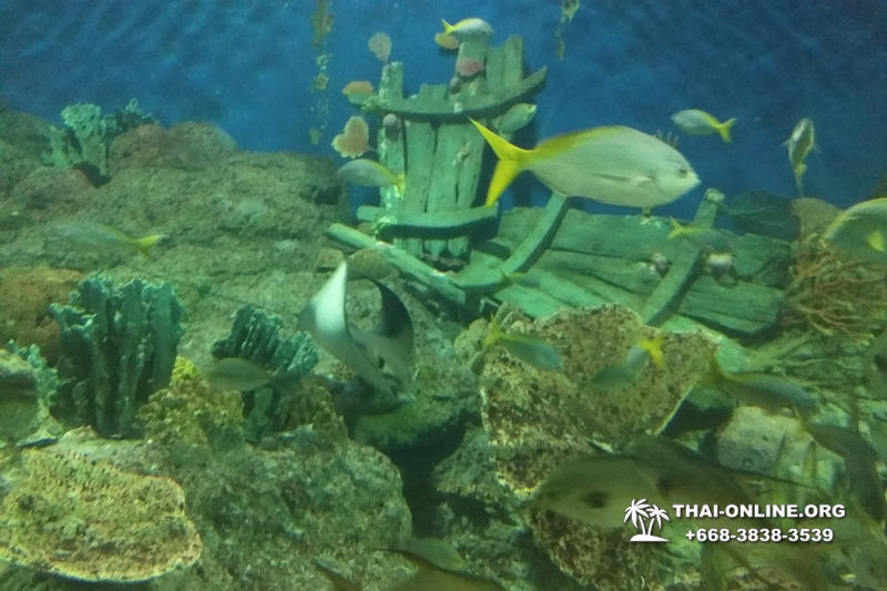 Pattaya Underwater World oceanarium of Thailand tour photo - 88