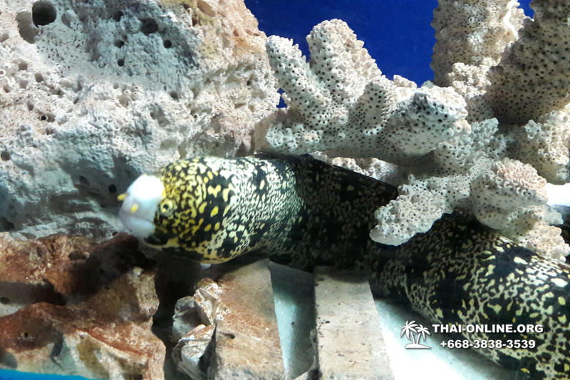 Pattaya Underwater World oceanarium of Thailand tour photo - 21