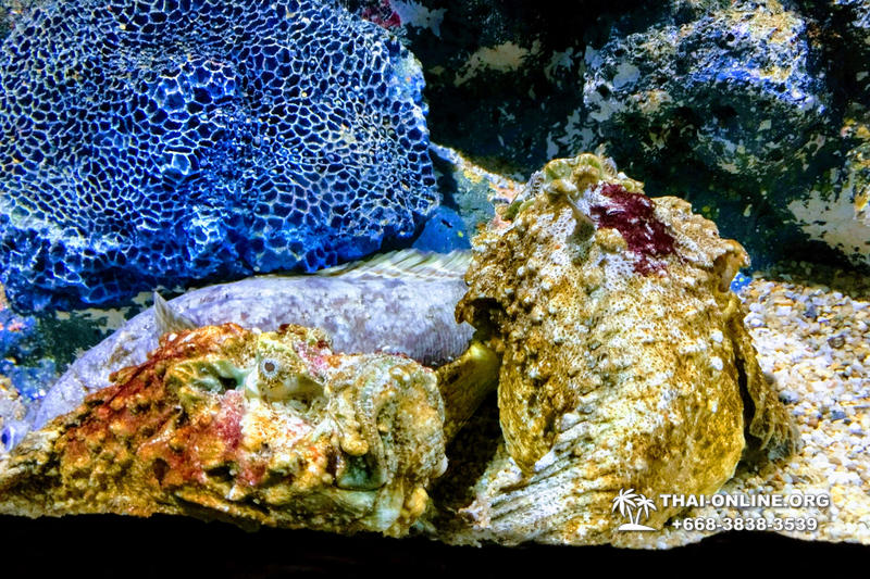 Pattaya Underwater World oceanarium of Thailand tour photo - 1