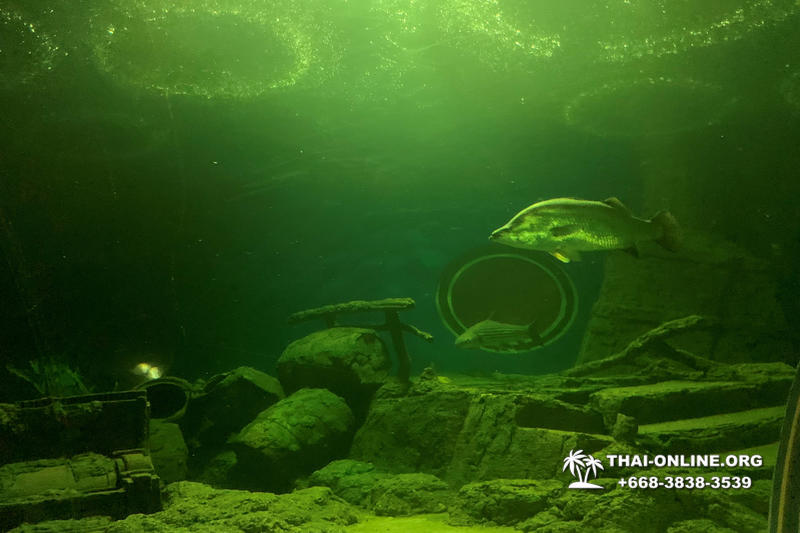 Pattaya Underwater World oceanarium of Thailand tour photo - 124