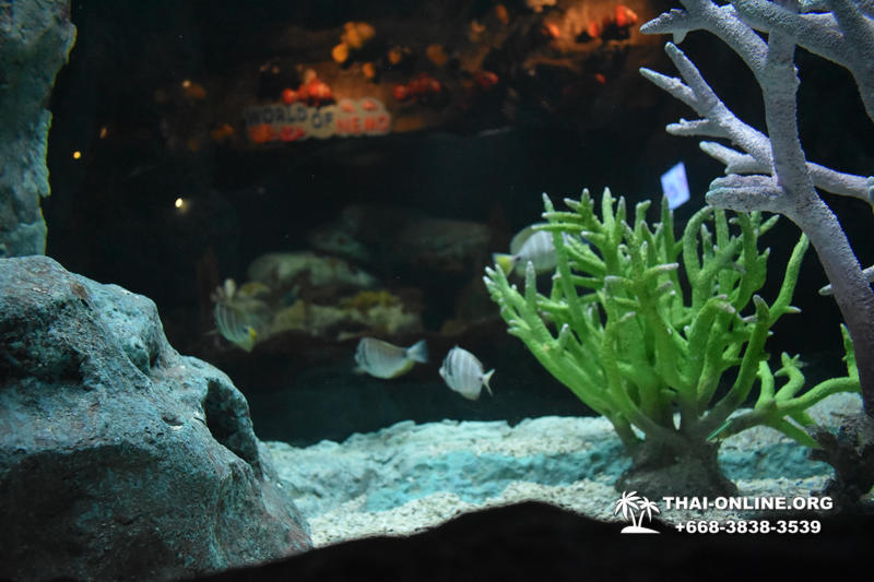Pattaya Underwater World oceanarium of Thailand tour photo - 85