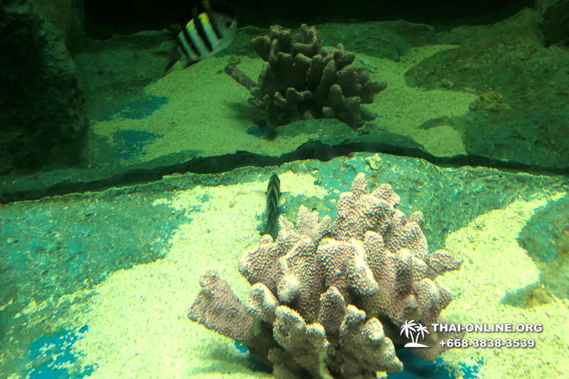 Pattaya Underwater World oceanarium of Thailand tour photo - 22