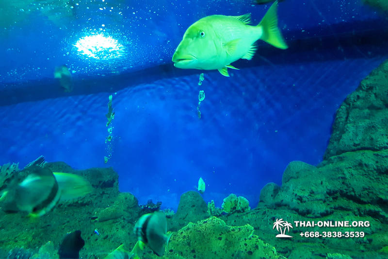 Pattaya Underwater World oceanarium of Thailand tour photo - 80