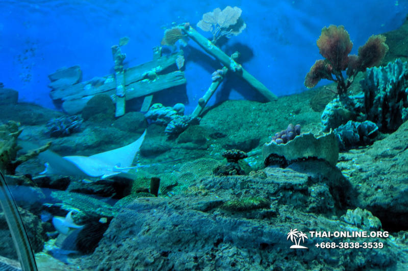 Pattaya Underwater World oceanarium of Thailand tour photo - 32