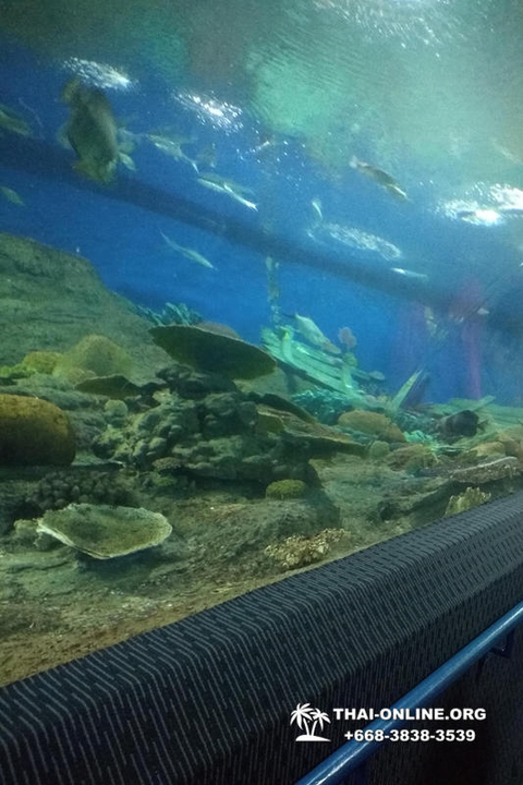 Pattaya Underwater World oceanarium of Thailand tour photo - 91